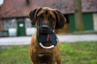 Claas Hundewurfscheibe